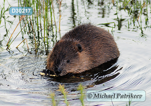 North American Beaver (Castor canadensis)